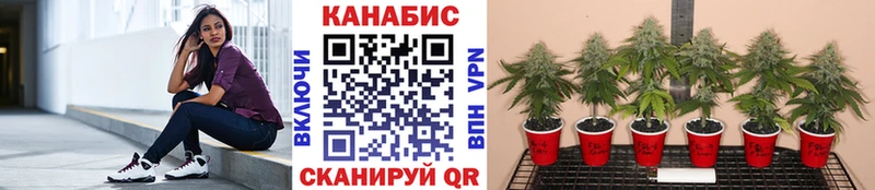 Конопля Amnesia  Исилькуль 